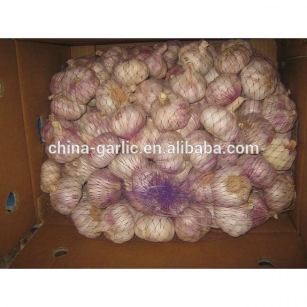 China Garlic Type and Fresh Style #3 image