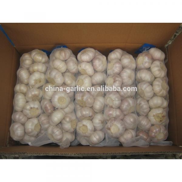 China Garlic Type and Fresh Style #5 image