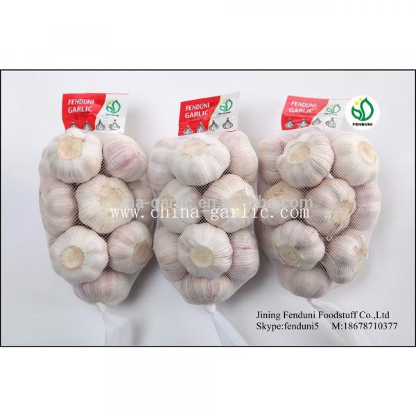 Fresh Red Garlic 2017 Very High Quality Garlic #2 image