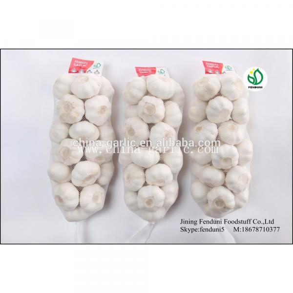 Chinese Fresh Elephant Garlic Import Price #4 image