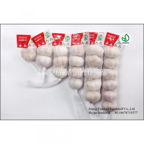 Chinese Fresh Elephant Garlic Import Price #5 image