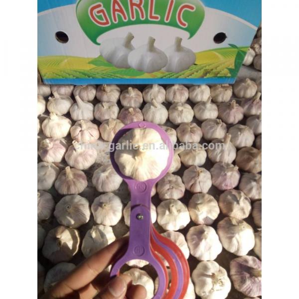 Garlic Price - Sizes 4.5cm 5.0cm 5.5cm 6.0cm -Fresh New Crop #1 image