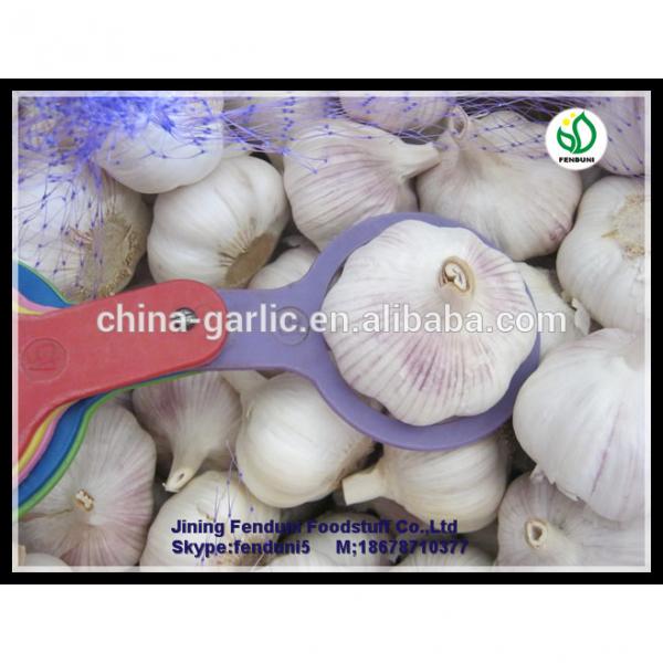 2017 China hot sale wild garlic for sale with good quality cheap price #2 image