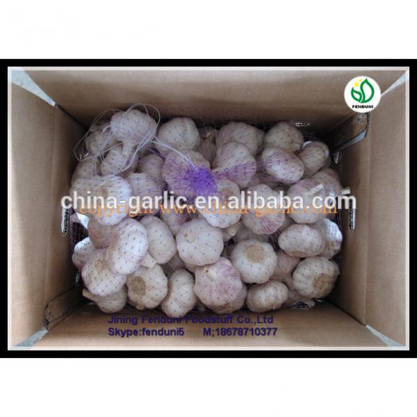 2017 China hot sale wild garlic for sale with good quality cheap price #5 image