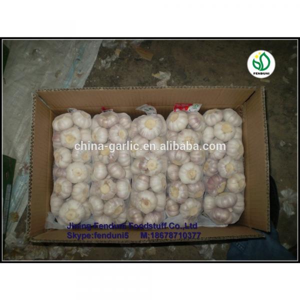 2017 wholesale garlic wholesale garlic buyers wholesale garlic price #4 image
