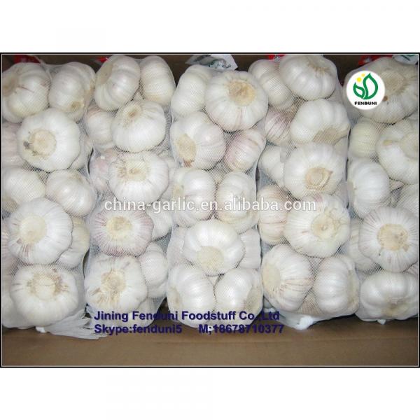 2017 wholesale garlic wholesale garlic buyers wholesale garlic price #5 image