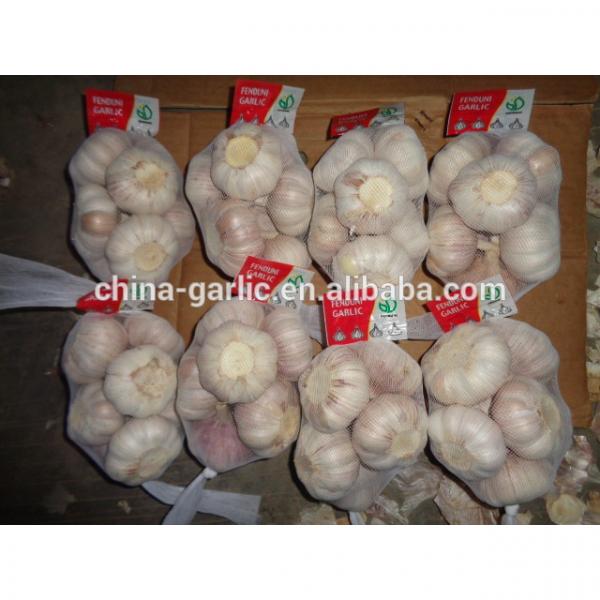 2017 Chinese fresh elephant garlic price for garlic importer #2 image