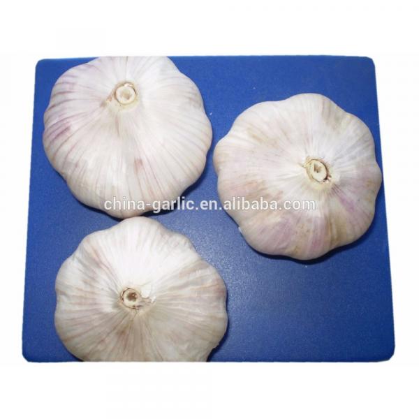 2017 Chinese fresh elephant garlic price for garlic importer #5 image