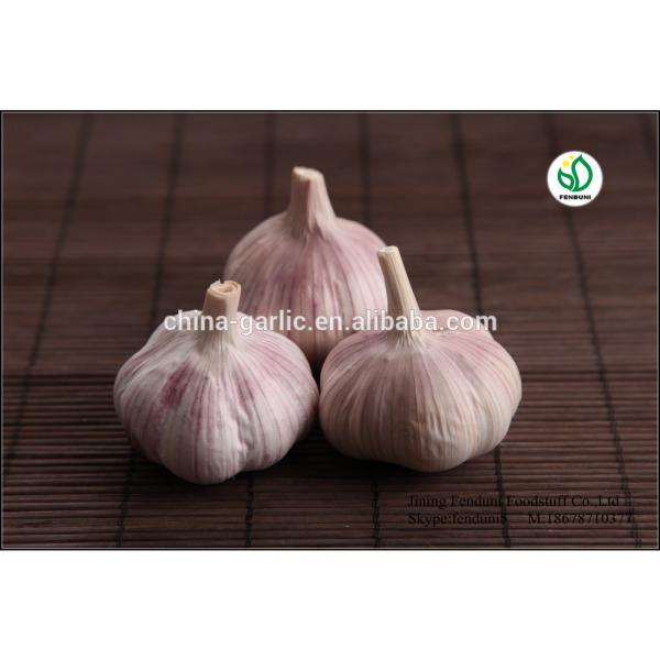 Fresh Ajo En Caja Price From China #1 image