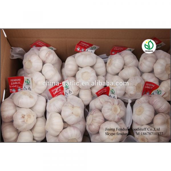 Fresh Ajo En Caja Price From China #3 image
