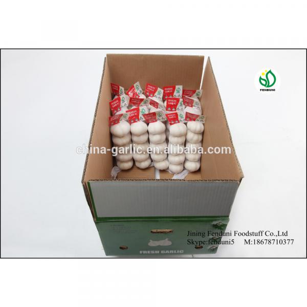 Fresh Ajo En Caja Price From China #4 image