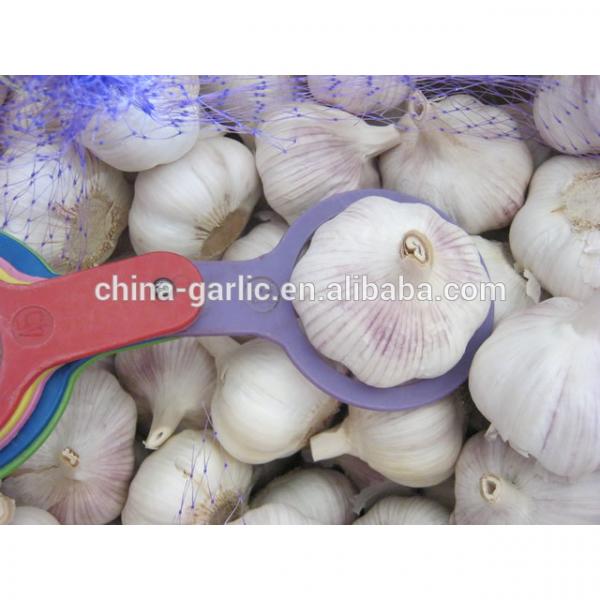 2017 fresh garlic factory 50mm for sale #2 image