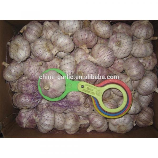 2017 fresh garlic factory 50mm for sale #3 image