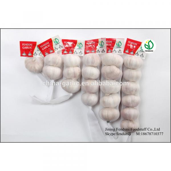 2017 fresh garlic factory 50mm for sale #5 image