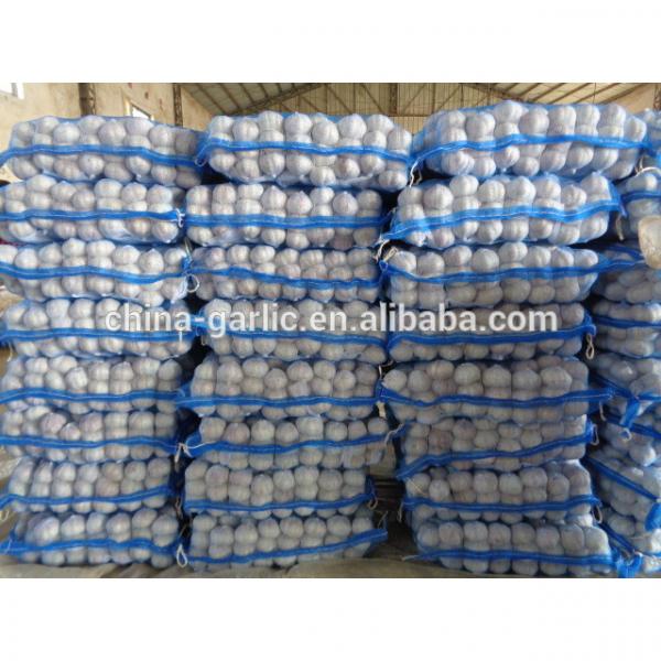 fresh chinese 3p pure white garlic in hot sale new crop 2017 #3 image