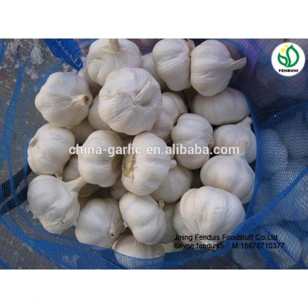 Fresh Garlic 5CM 2017 Crop Bulk Garlic Supplier #4 image