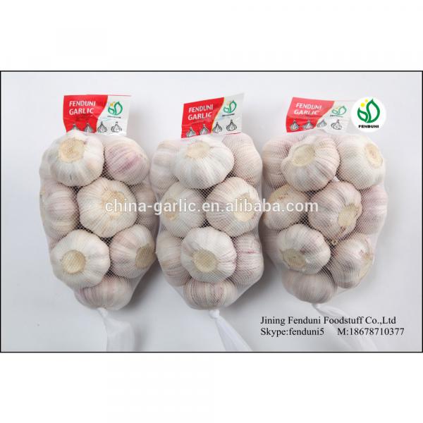 2017 chinese 5cm fresh garlic price new crop best price #1 image