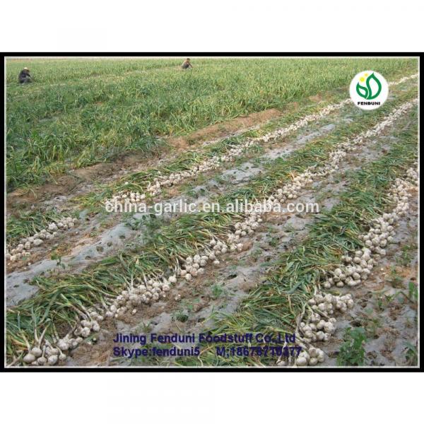 2017 chinese 5cm fresh garlic price new crop best price #4 image