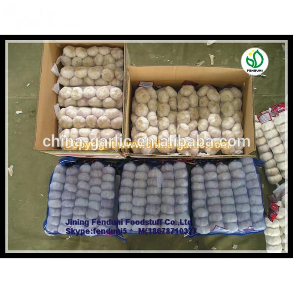 2017 chinese 5cm fresh garlic price new crop best price #5 image