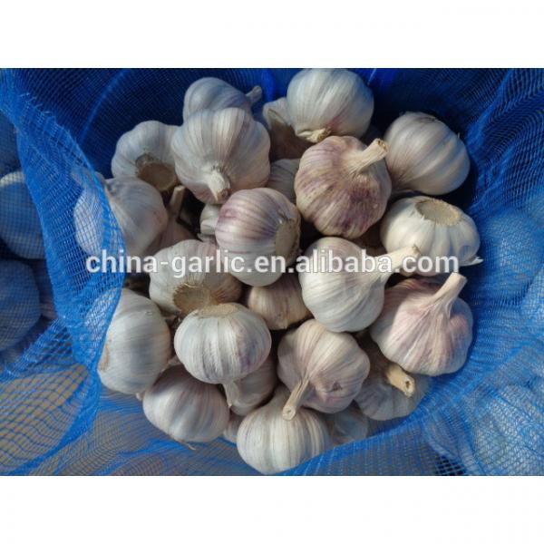2017 crop chinese normal fresh white garlic 5/ 5.5cm #3 image