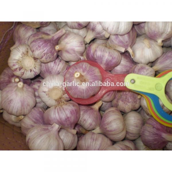 2017 White Common Fresh Garlic #2 image