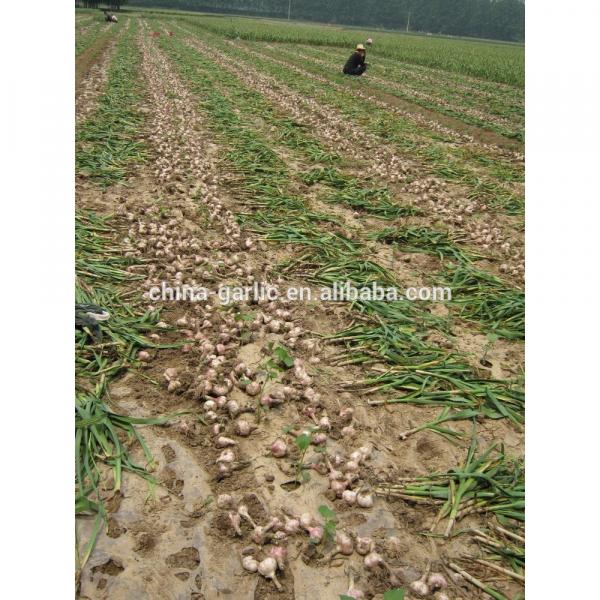 Common Cultivation Liliaceous Vegetables 2017 fresh garlic #2 image