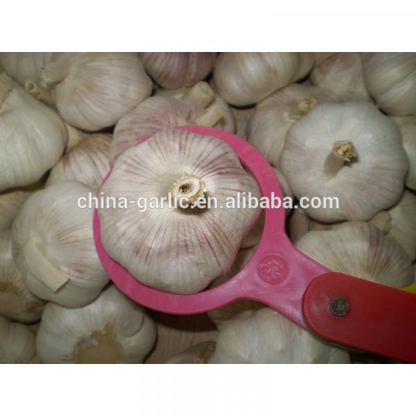 Common Cultivation Liliaceous Vegetables 2017 fresh garlic #3 image