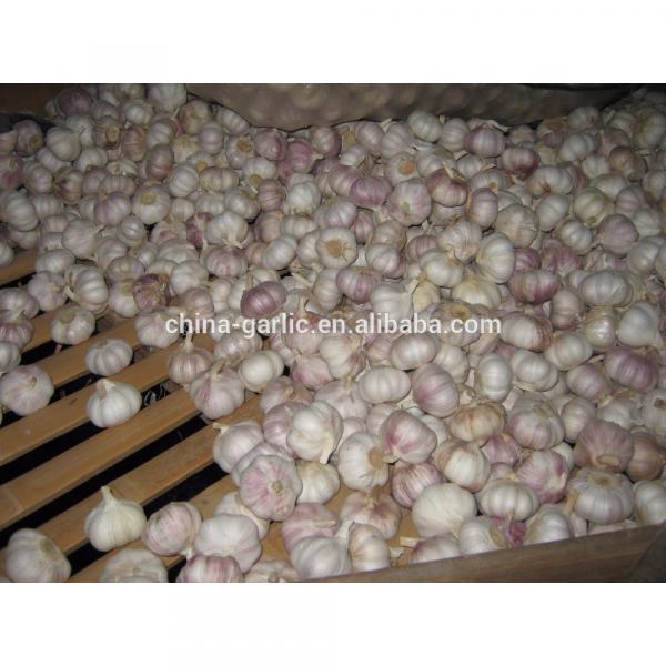 Common Cultivation Liliaceous Vegetables 2017 fresh garlic #4 image