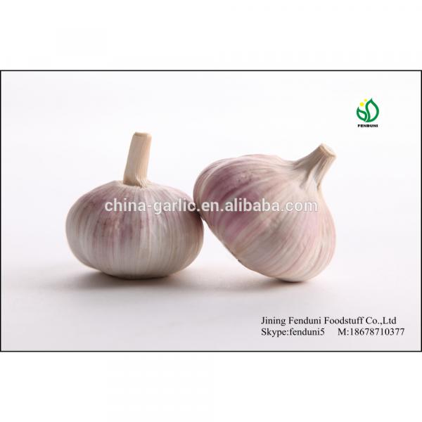 2017 crop fresh common white garlic for sale #3 image