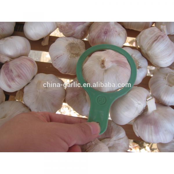 Wholesale garlic all the year round/the lowest price #1 image