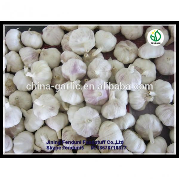 Wholesale garlic all the year round/the lowest price #2 image
