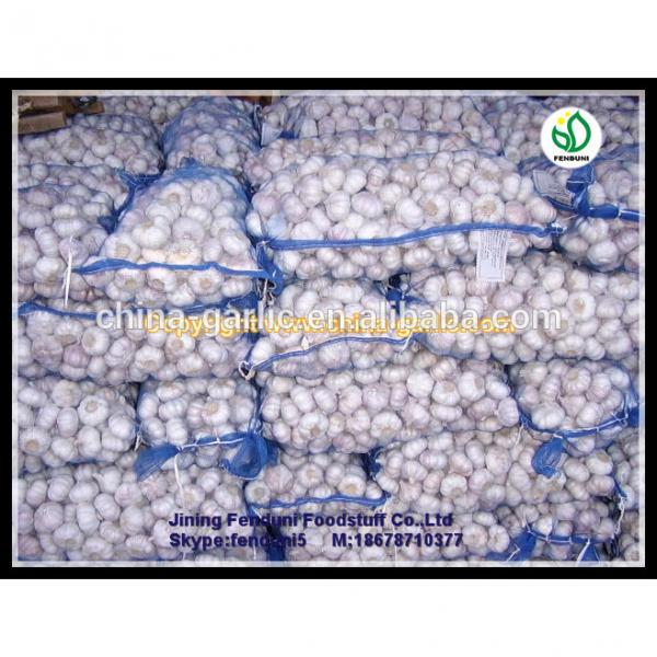 Wholesale garlic all the year round/the lowest price #3 image