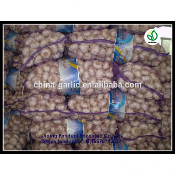Wholesale garlic all the year round/the lowest price #4 image