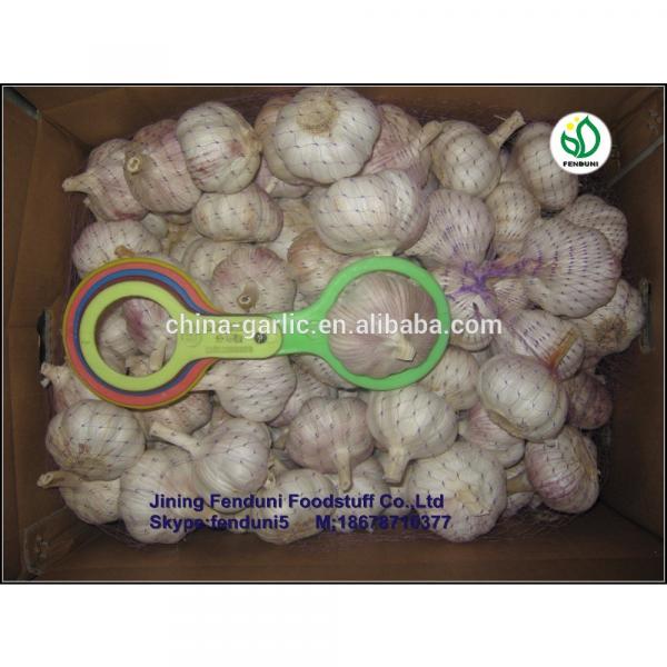 Wholesale garlic all the year round/the lowest price #5 image