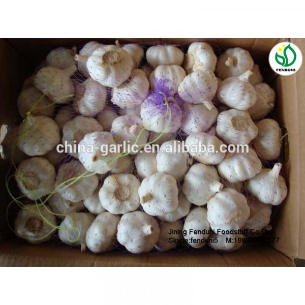 2017 fresh garlic supplier in China(4.5cm,5cm,5.5cm.6cm up) #4 image