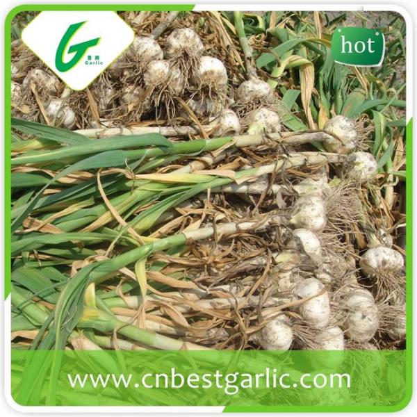 Natural garlic fresh red chinese high quality fresh garlic #1 image