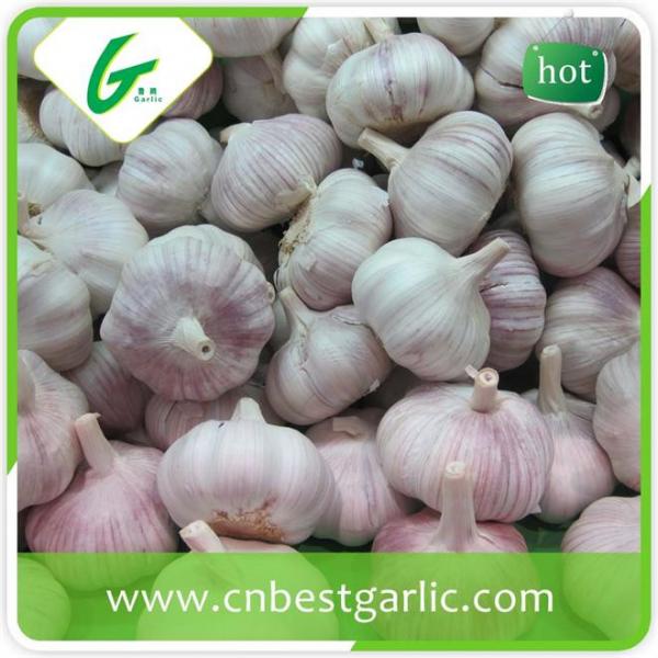 China natural big size white garlic supplier #3 image