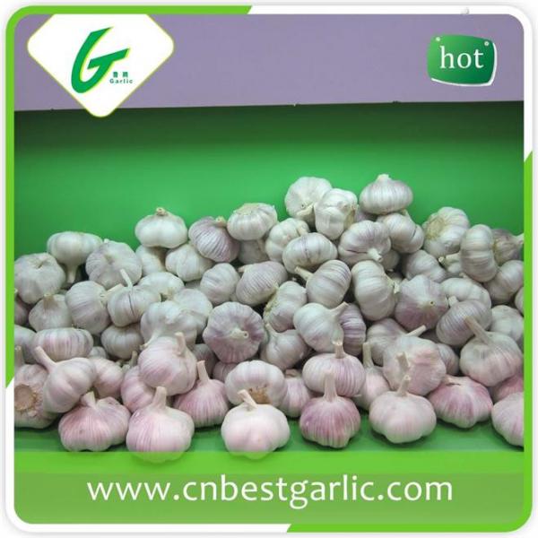 China natural big size white garlic supplier #4 image
