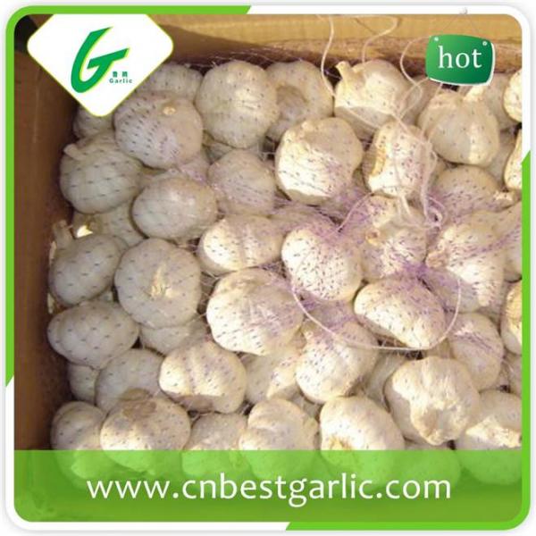5.5cm white eatable quality bulk fresh garlic #4 image