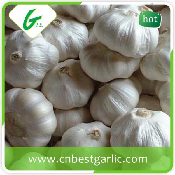 5.5cm white eatable quality bulk fresh garlic #5 image