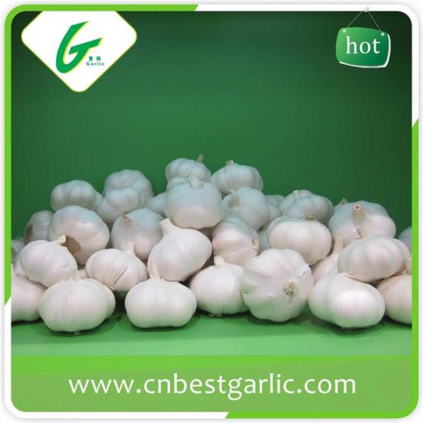 5.5cm white fresh chinese cheap garlic price #5 image