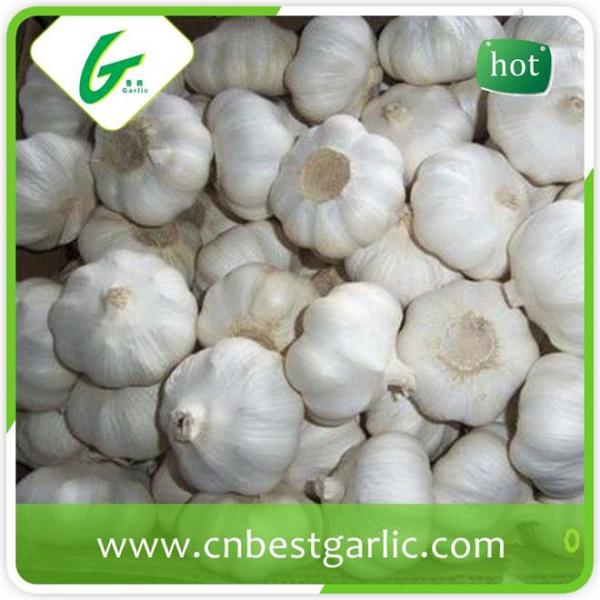 Fresh natural pure white natural garlic supplier #4 image