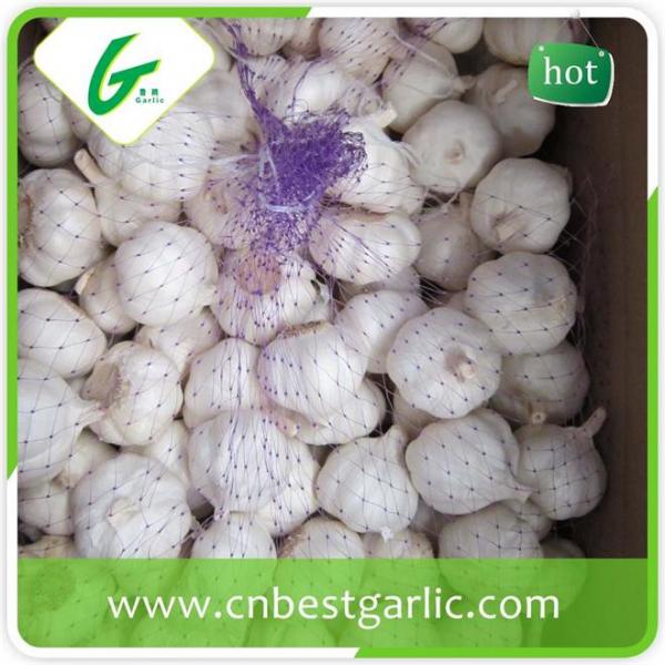 Wholesale fresh white garlic price with 3pcs purple garlics with high quality #1 image
