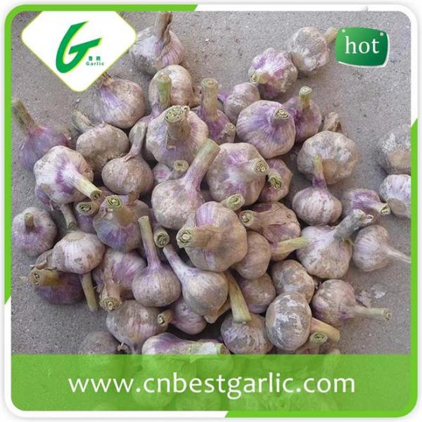 Wholesale fresh white garlic price with 3pcs purple garlics with high quality #3 image