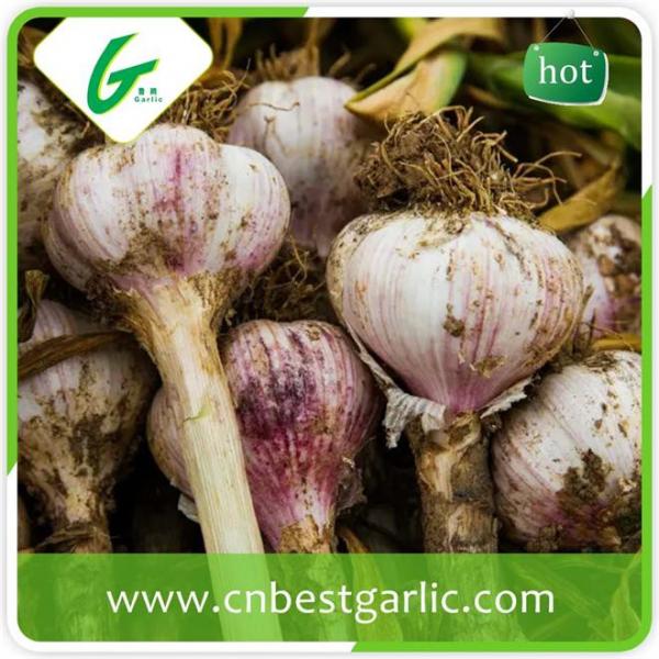 Wholesale fresh white garlic price with 3pcs purple garlics with high quality #4 image