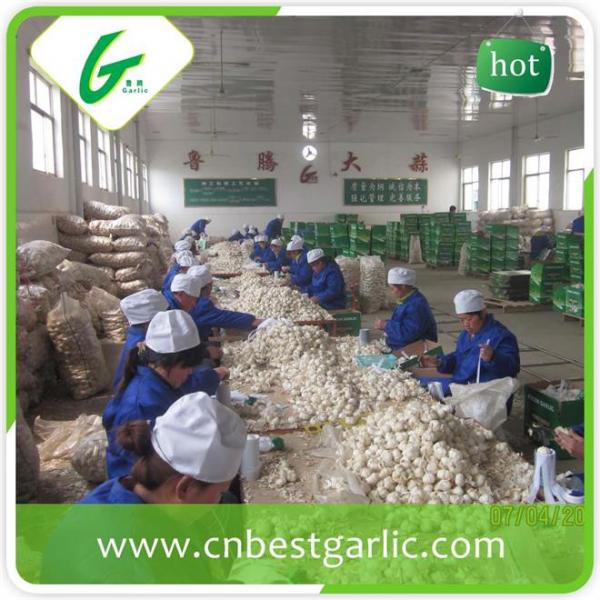 Good brand natural fresh white garlic for sale #5 image