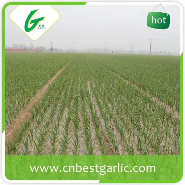 Farm white garlic price fresh garlic 5.0cm with great price #5 image