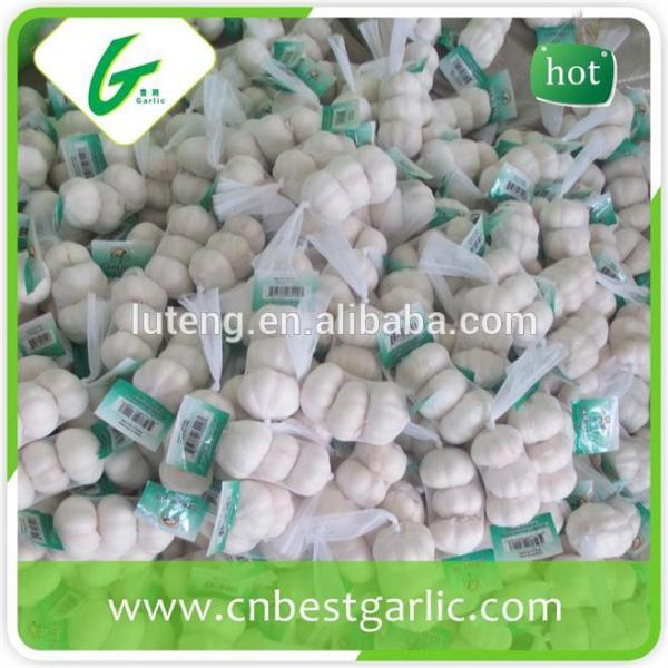 cheap china cheap garlic jinxiang fresh red/normal/pure white garlic factor with low price #1 image