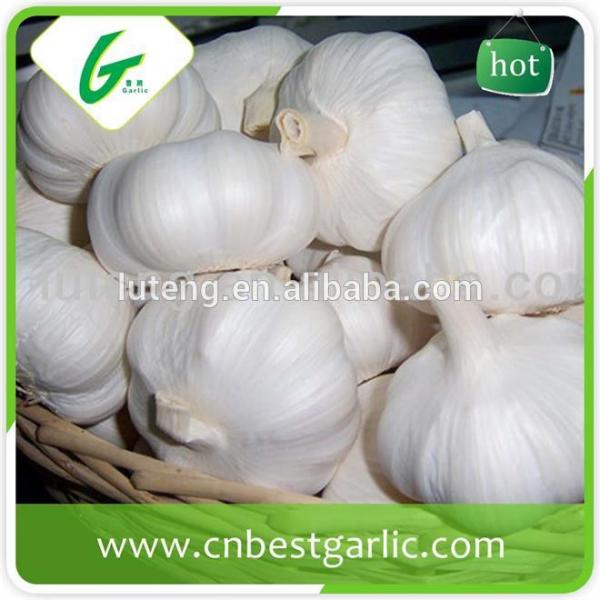 cheap china cheap garlic jinxiang fresh red/normal/pure white garlic factor with low price #2 image