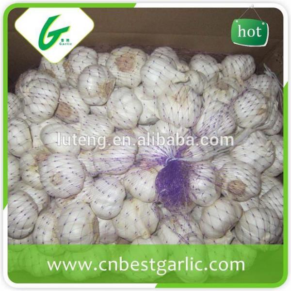 cheap china cheap garlic jinxiang fresh red/normal/pure white garlic factor with low price #3 image